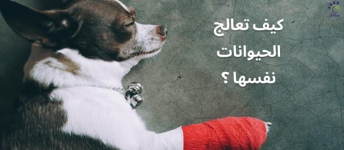 كيف تعالج الحيوانات نفسها؟
