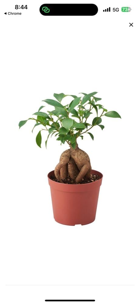 نبتة بونساي الفيكس (Ficus Ginseng)