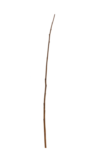غصن شجره