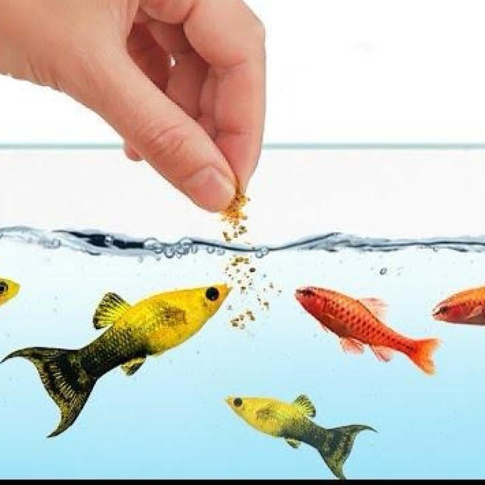 دليلك لاختيار الغذاء المناسب حسب نوع السمكة