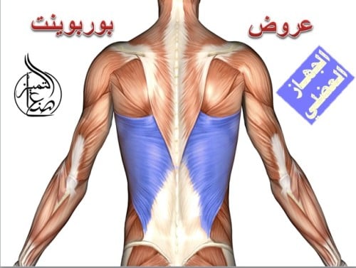 عرض بوربوينت للجهاز العضلي من كتاب احياء 2 -2