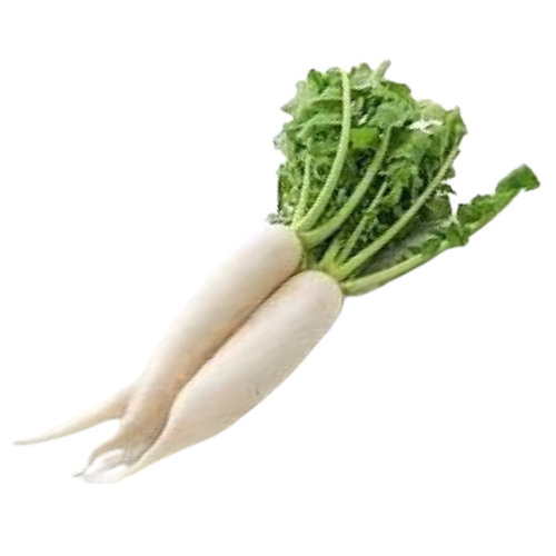 فجل ابيض