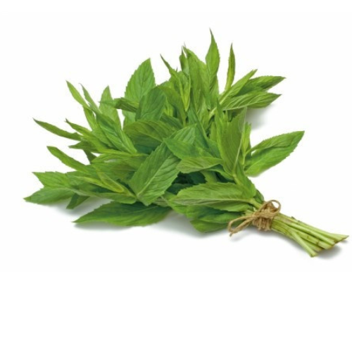 حبق