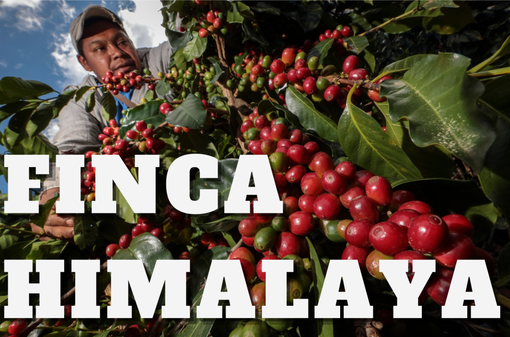 سلفادور فينكا هامالايا لوت 11