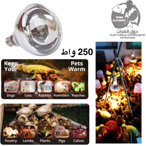 انارة تدفاءة بقوة 250 واط كهرب 220V