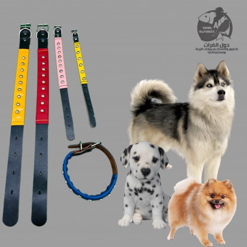 طوق جلد مع طبقة حماية جلد مطعمة بالمعدن