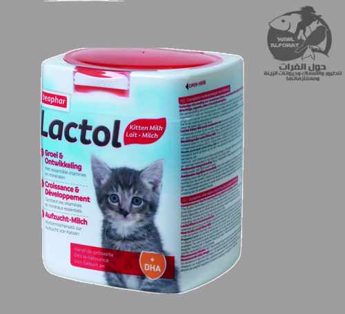 لاكتول حليب القطط الصغيرة - حول الفرات