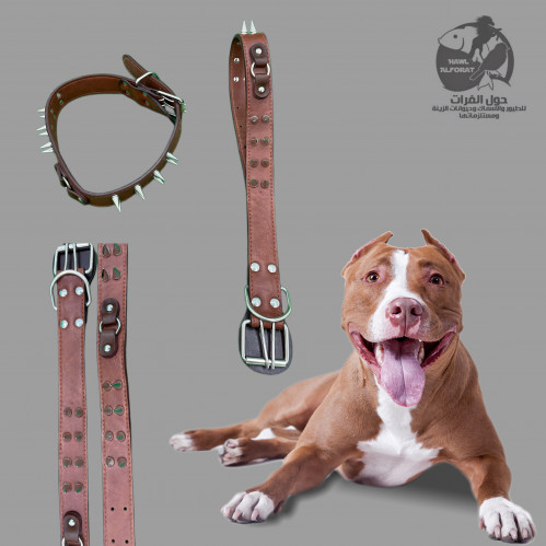 طوق جلد فاخر مطعم بالمسمار الذهبي 3.5*72سم