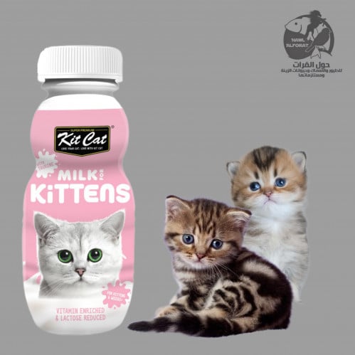 كت كات حليب قطط 250ml
