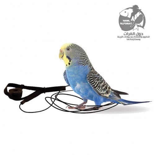 هارنس حبل طيران الطيور والبغباء الصغيرة - حول الفرات