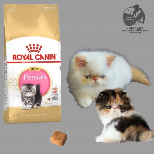 رويال كنن كتن فارسي