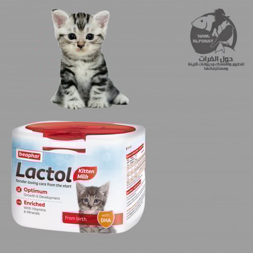 لاكتول حليب القطط الصغيرة - حول الفرات