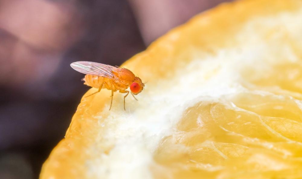 The Housefly: Where It Comes From, How It Spreads Disease, and How to Eliminate It