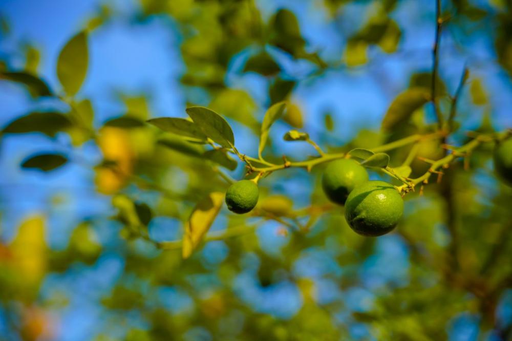 البسيلا الآسيوية للحمضيات: ناقلة مرض التخضير وكيف تحمي أشجارك