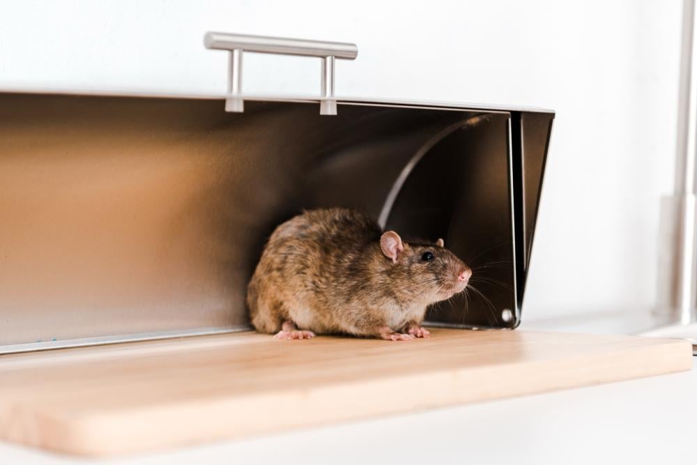 Will Rats Leave the House on Their Own? Do Not Wait Until They Multiply