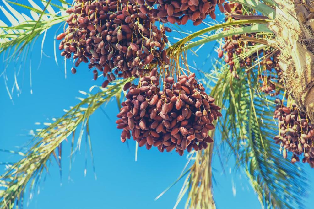 دوباس النخيل: عسل يقطر من السعف وتوقيت الرش في الربيع والخريف