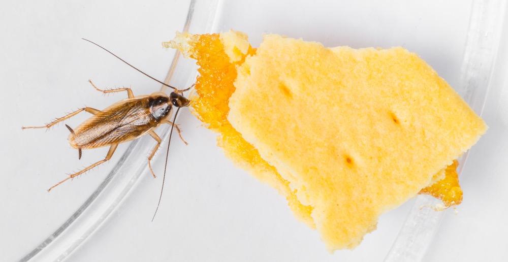 الصراصير الألمانية | أخطر آفات المطابخ السكنية والتجارية وطرق المكافحة الفعّالة