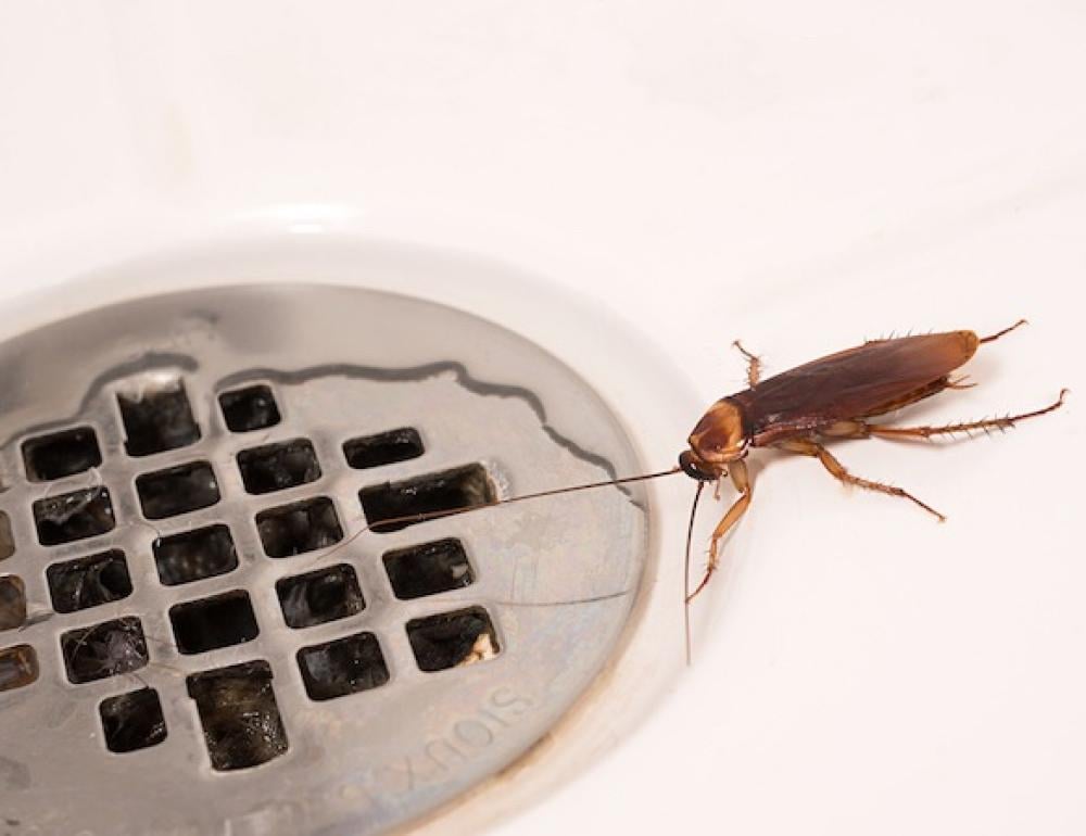 الصرصور الأمريكي | أكبر أنواع الصراصير المنزلية وطرق الوقاية والمكافحة الفعّالة