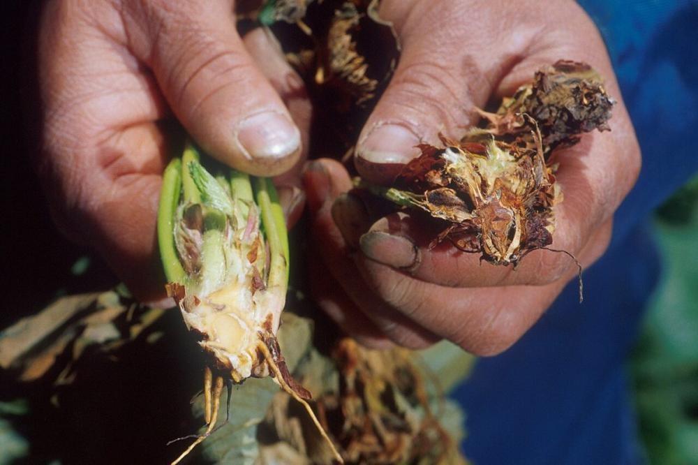Verticillium Wilt: Symptoms, How It Differs From Fusarium and Soil Control