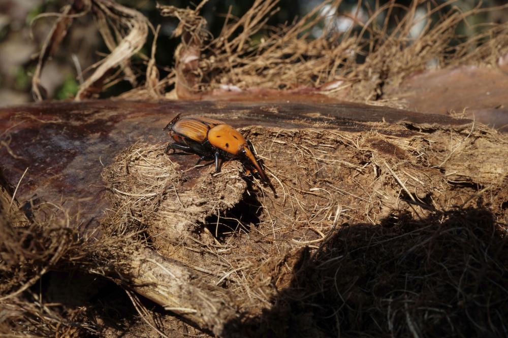 سوسة النخيل الحمراء – الأعراض، دورة الحياة، الأضرار وطرق المكافحة