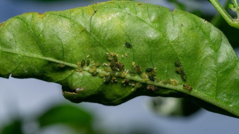 Aphids - Symptoms, Damage, and Control Methods