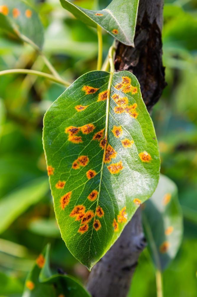 Rust Diseases in Plants: Wheat, Rose and Bean Rust and Control Methods