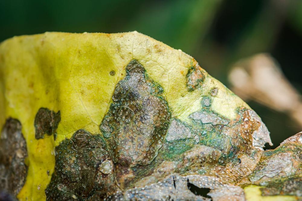 المواد الفعالة في المبيدات الفطرية – دليل عملي لفهم الأنواع واختيار المبيد الصحيح