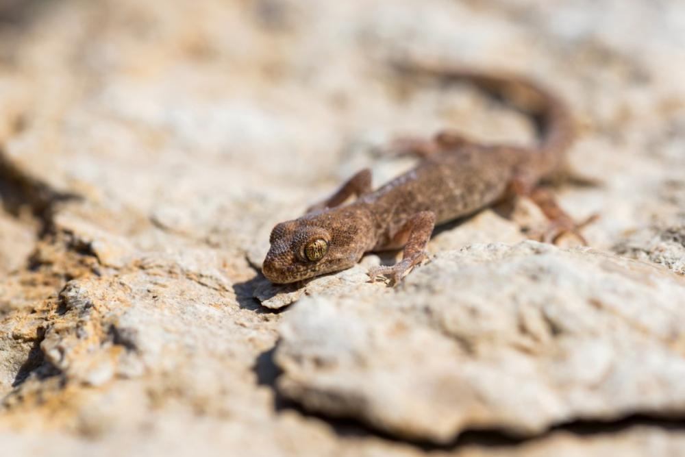 Geckos (Abu Burays) in the House: Causes, Harm and How to Get Rid of Them for Good