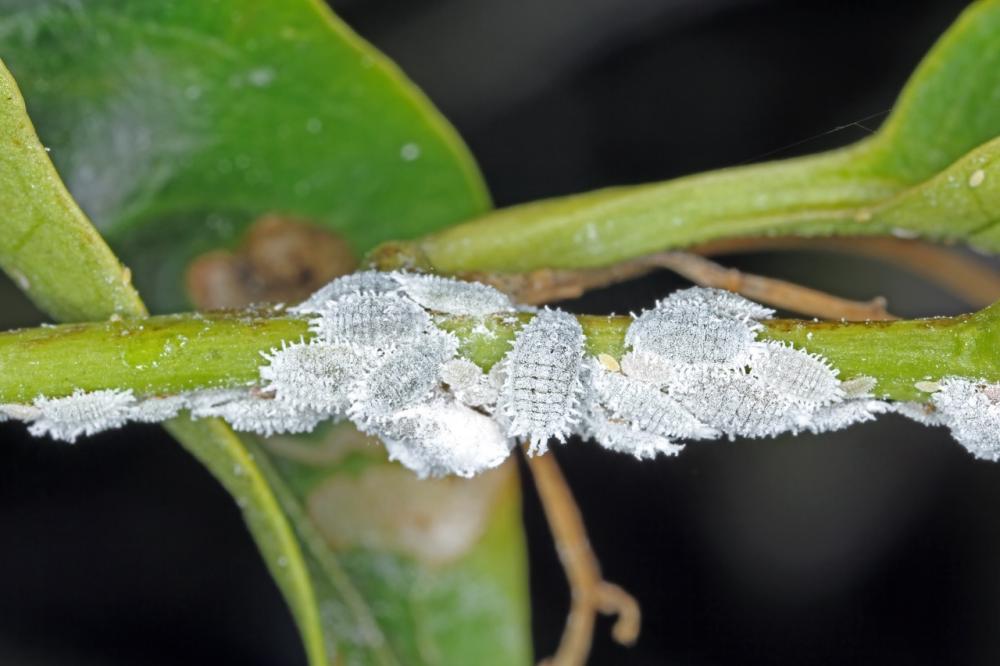 Mealybugs - Symptoms, Life Cycle, Damage, and Control Methods