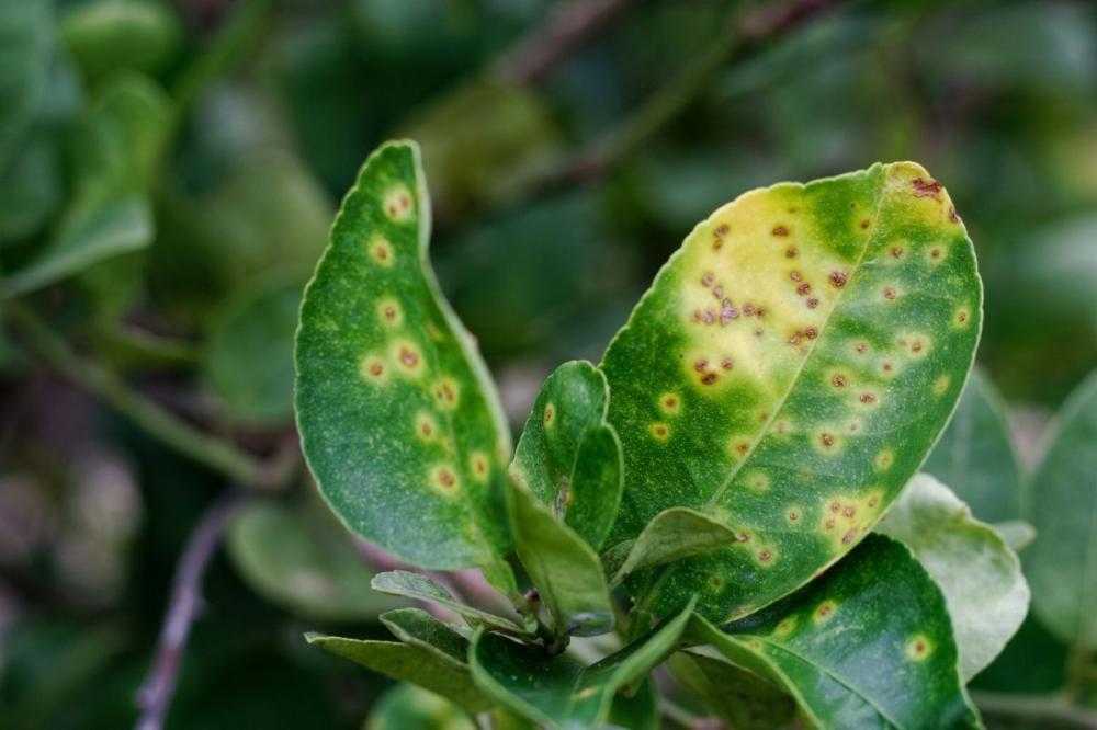 Fungal Leaf Spot: Septoria and Cercospora in Tomato and Vegetables