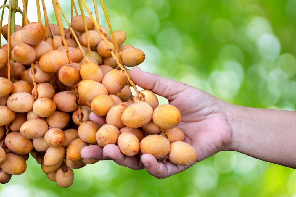 حلم الغبار على النخيل (عنكبوت الغبار): نسيج وتراب على التمر الأخضر