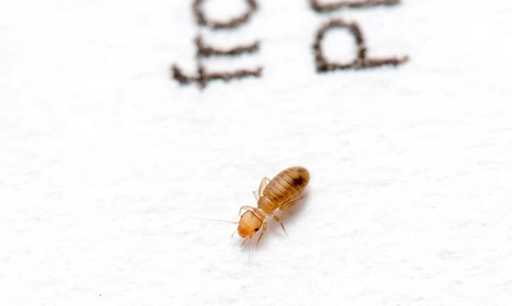 Book Lice | How to Identify and Effectively Get Rid of Them in Your Home