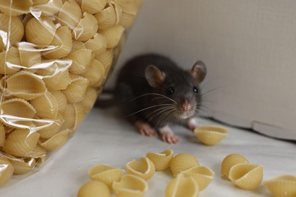 Mice and rodents | The most dangerous pests of homes and farms and effective control methods