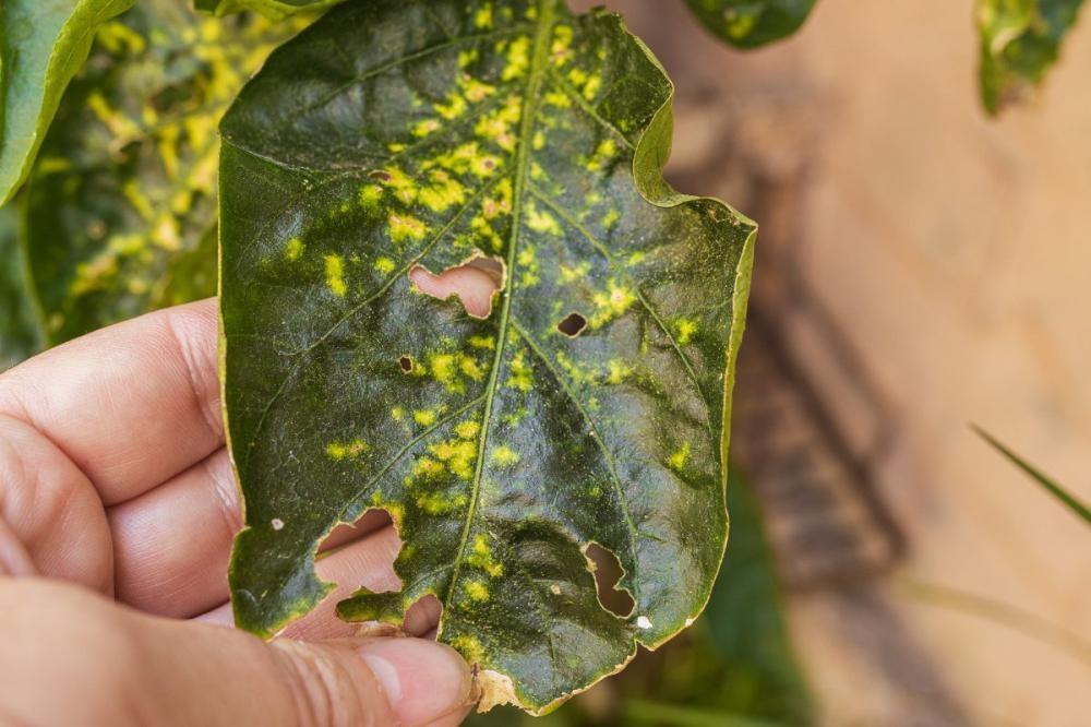 Pepper Blight and Crown Rot: Phytophthora in Peppers and Cucurbits