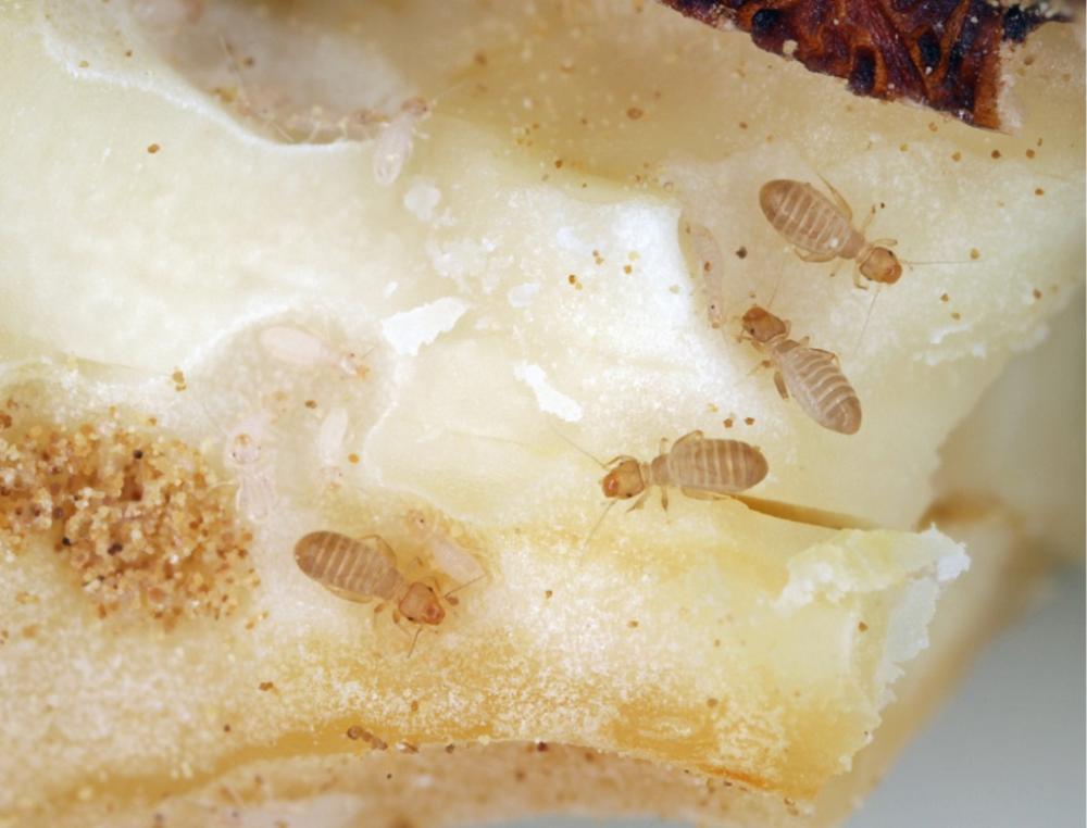 Booklice: How to Identify Them and Get Rid of Them