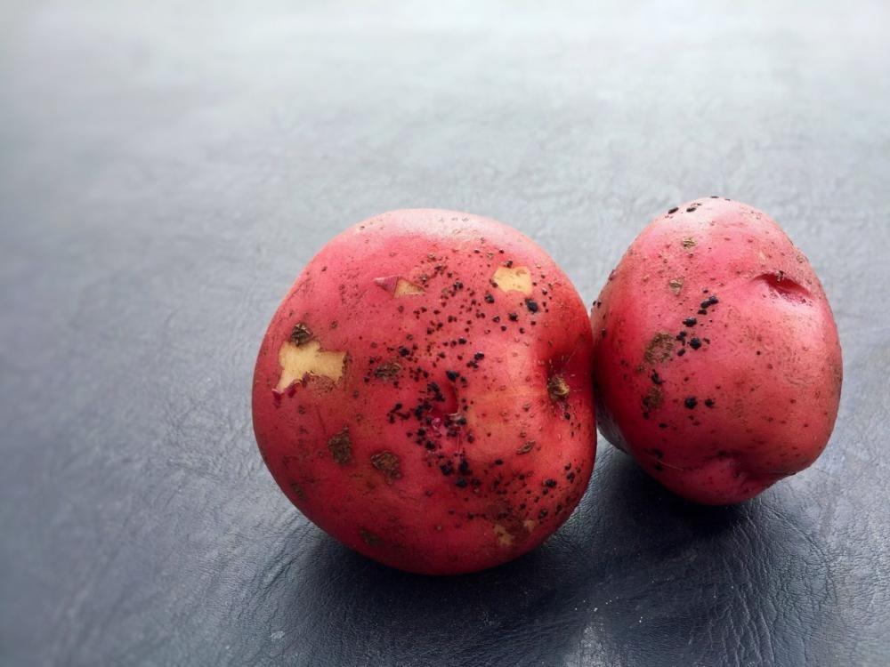 Rhizoctonia: Stem and Root Rot and Black Scurf in Potatoes