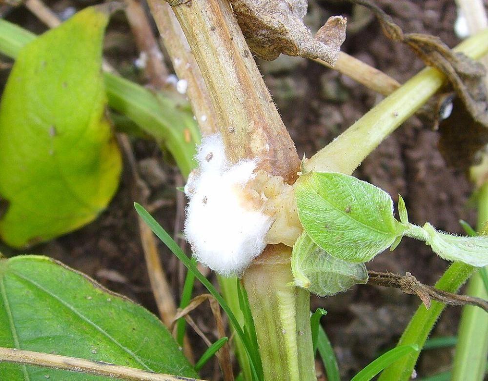 White Mold (Sclerotinia): How It Differs from Gray Mold