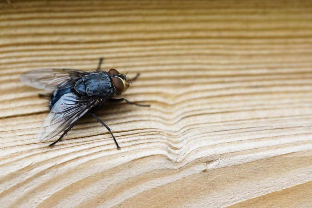 Types of Flies: How to Identify the Flies in Your Home and Get Rid of Them