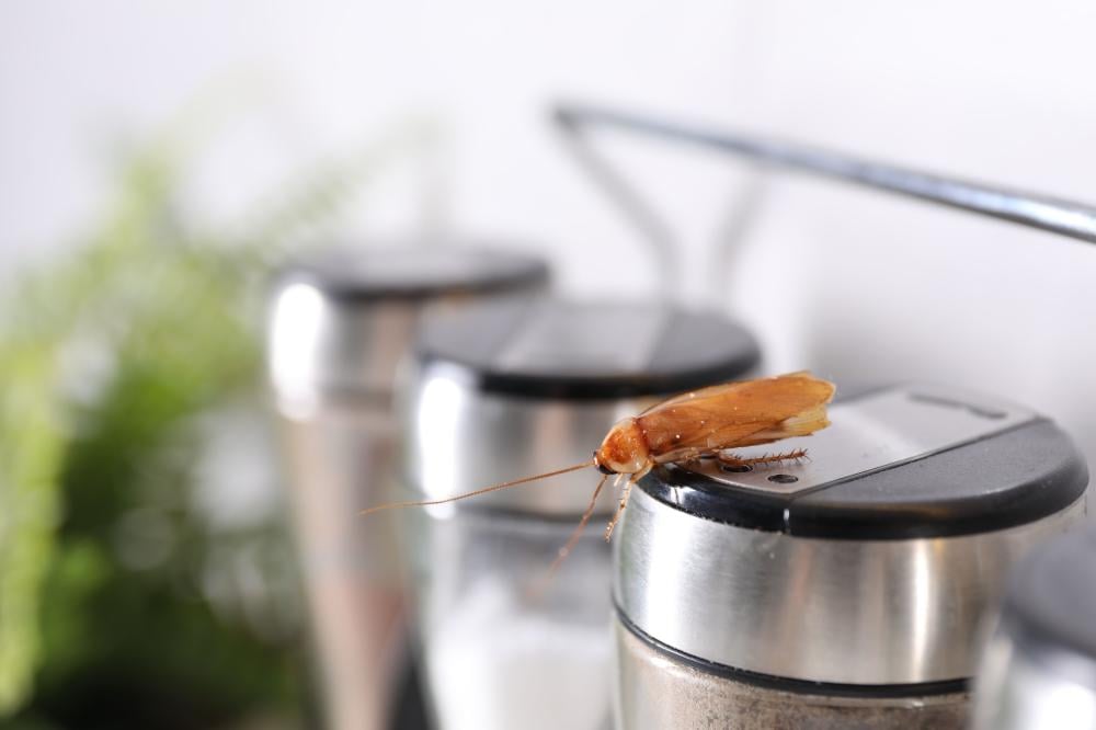 Why Are Cockroaches Suddenly Everywhere in Your Home? Causes and How to Stop Them