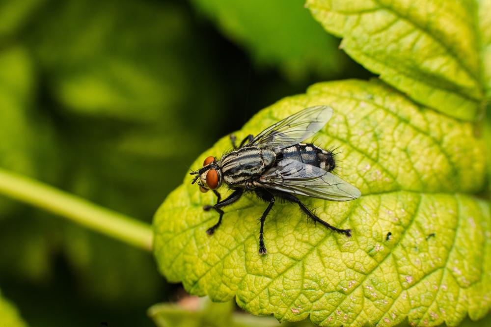 Fly Repellent: What Really Keeps Flies Away and How to Get Rid of Them