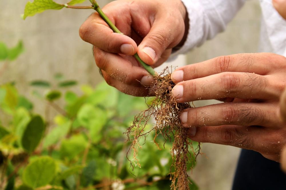 Nematodes: Symptoms, Prevention and Control