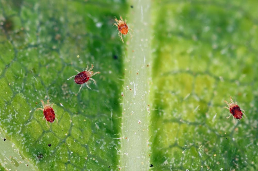 Red Spider Mite | Types, Signs of Infestation, and Prevention and Control Methods