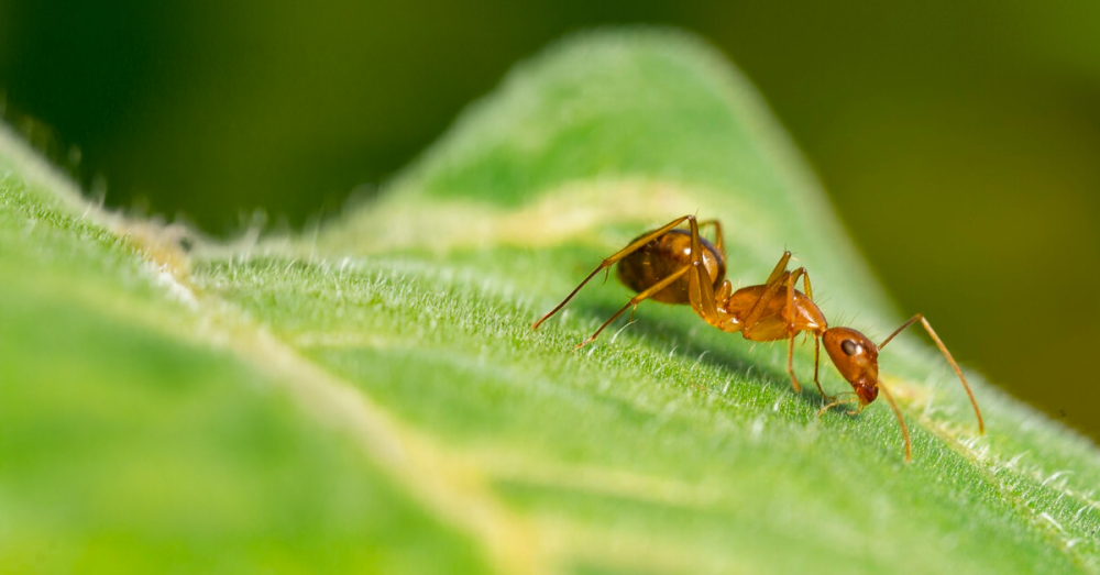 النمل المنزلي | حشرة صغيرة بمستعمرات ضخمة وطرق المكافحة الصحيحة