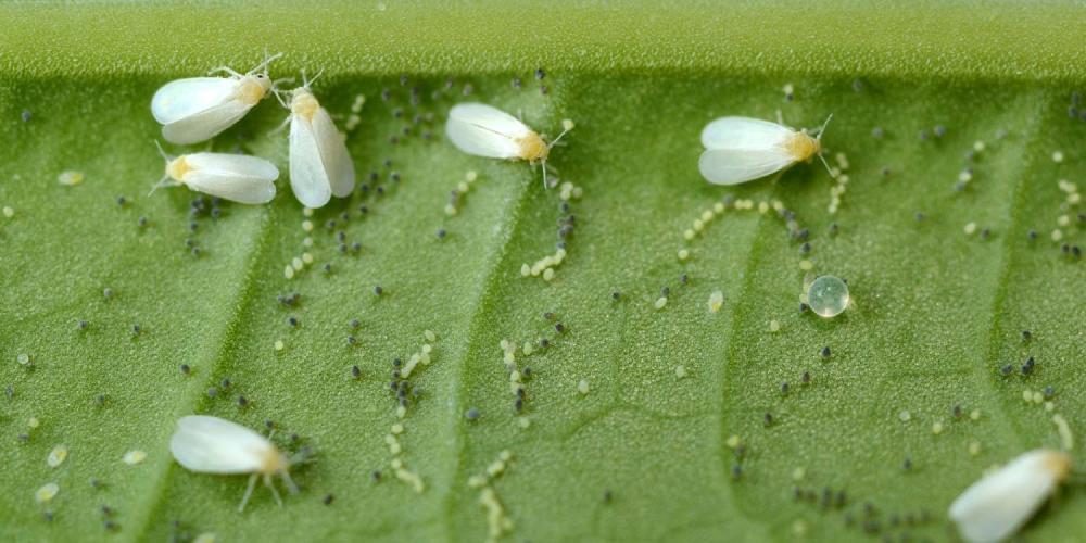 Whitefly | Symptoms, Life Cycle, Damage, and Control Methods