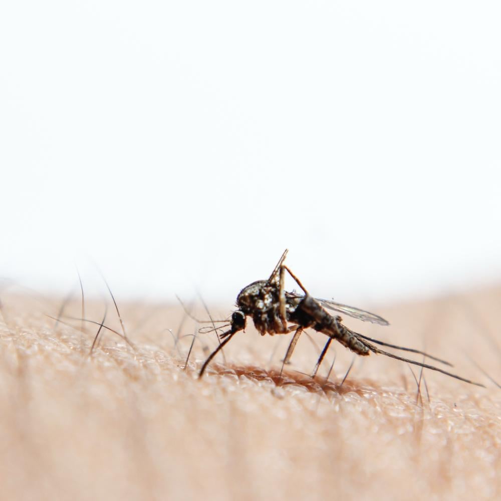 Types of Mosquitoes: How to Tell Aedes, Culex and Anopheles Apart and Control Each