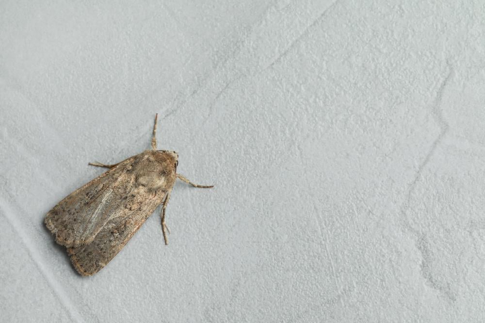 Moths: Identifying Clothes and Pantry Moths and Their Traces on Walls, Fabric and Food