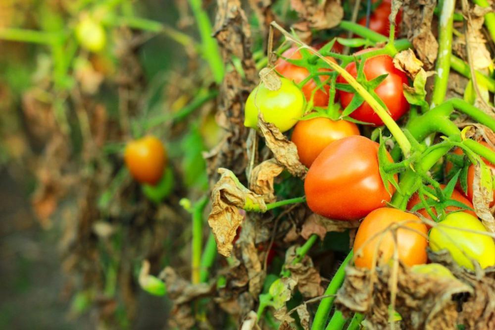 Tomato Bacterial Canker: Symptoms and Control