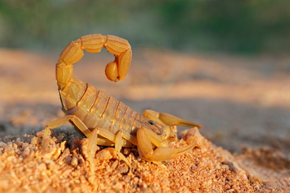 Scorpions: Dangerous Species, Sting First Aid, and Control