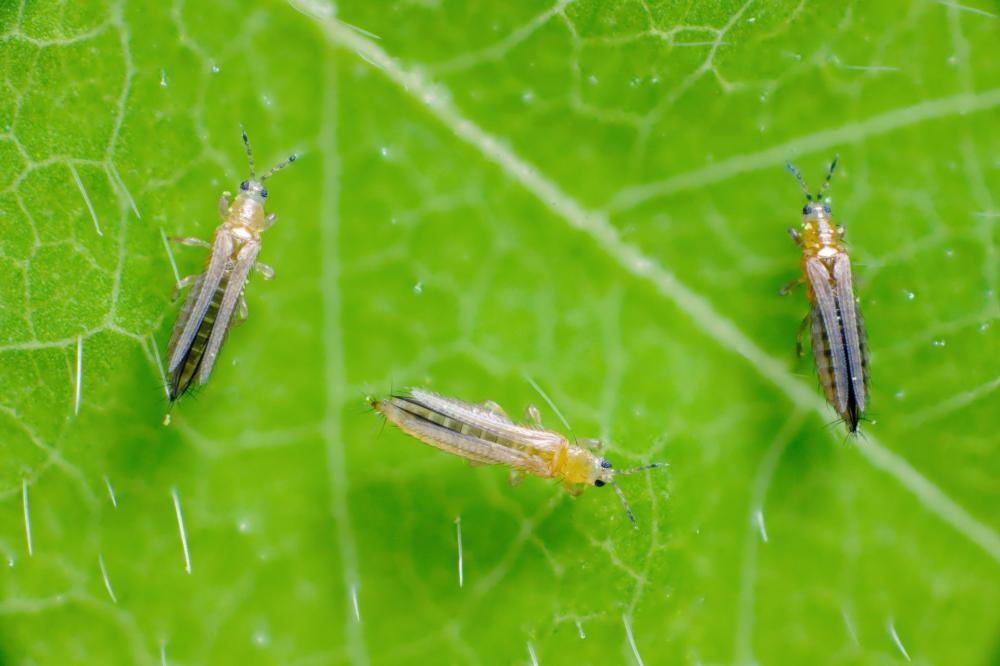 Thrips | Symptoms, Life Cycle, Damage, and Control Methods