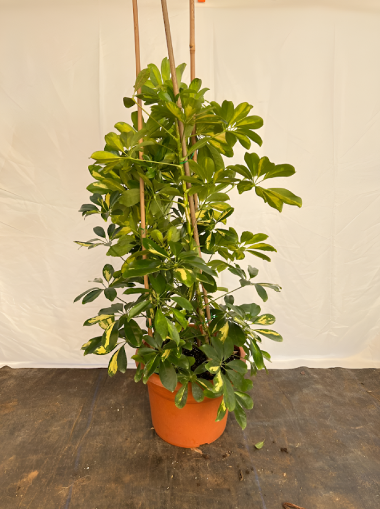 نباتات طبيعية داخلية من متجر دكتور نباتات: جمال طبيعي يدوم داخل منزلك